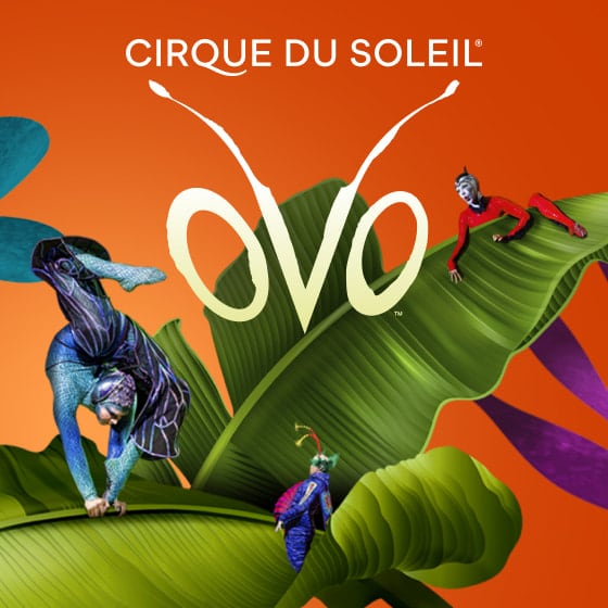 OVO